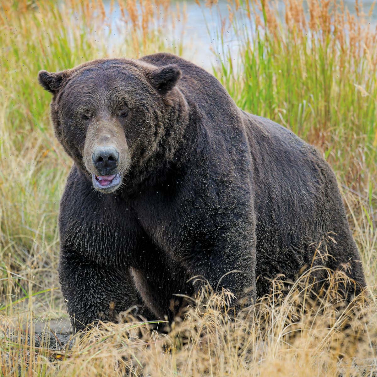 Bildband "Vom Grizzly zum Teddybär"
