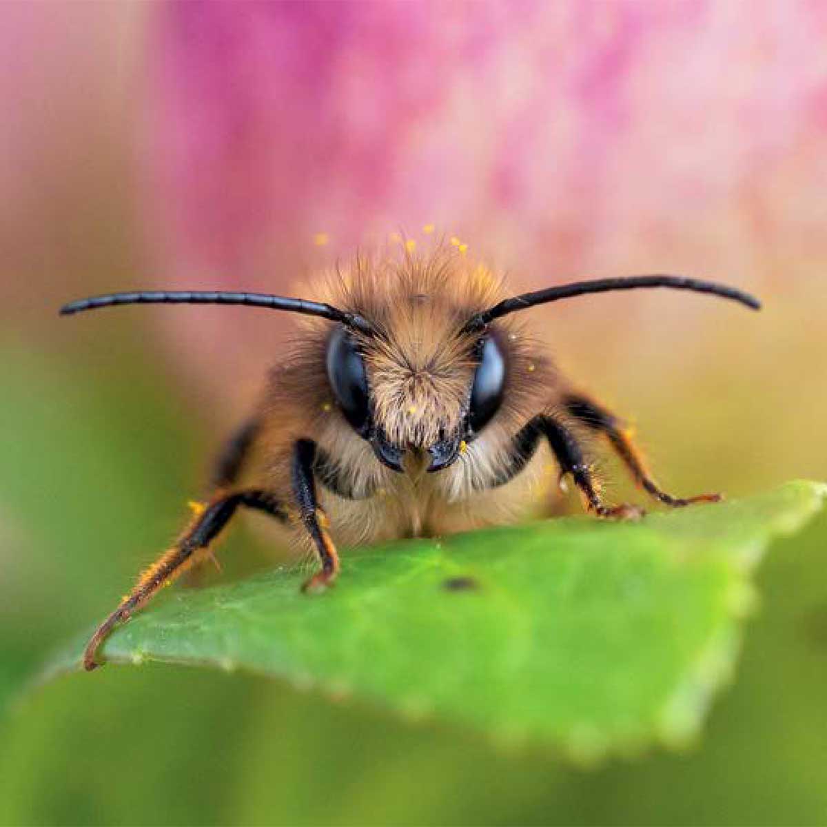 Sachbuch "Wildbienenhelfer"