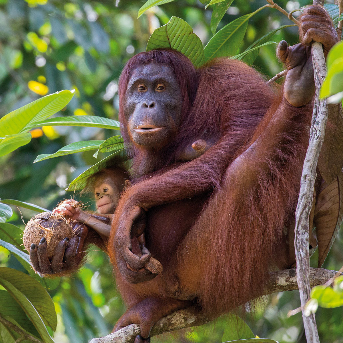 MONDBERGE Magazin - Ausgabe 3 (Elefanten)