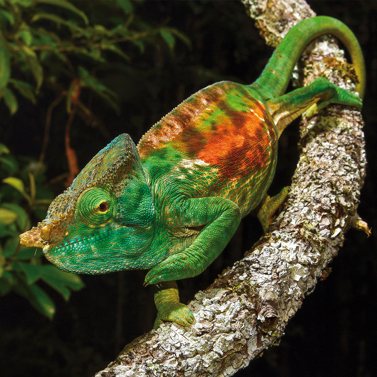 MONDBERGE Magazin - Ausgabe 5 (Geparde)