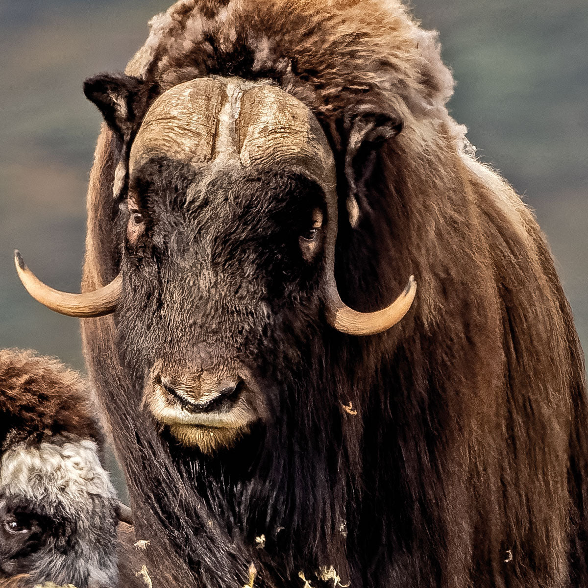 MONDBERGE Magazin - Ausgabe 18 (Orang Utans)