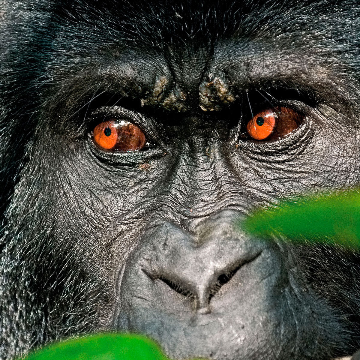Bildband "Perle Afrikas - Faszination Uganda"