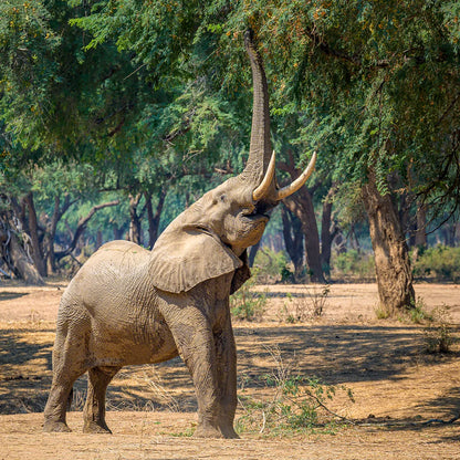 MONDBERGE Magazin - Ausgabe 27 (Eichhörnchen)